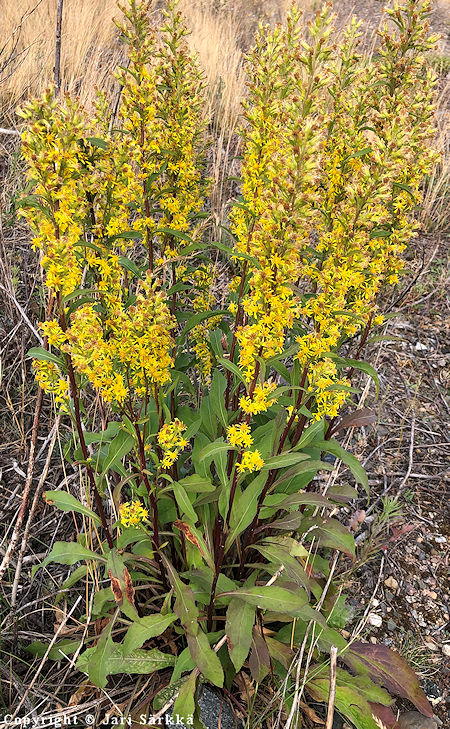 Solidago virgaurea kultapiisku -JS.jpg